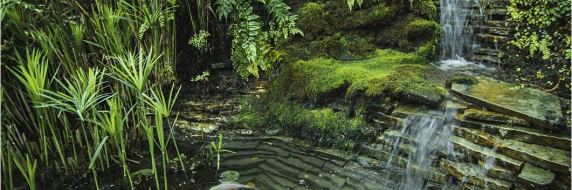 Enhancing Your Backyard with a Stunning Naturalistic Pond Enhancing Your Backyard with a Stunning Naturalistic Pond